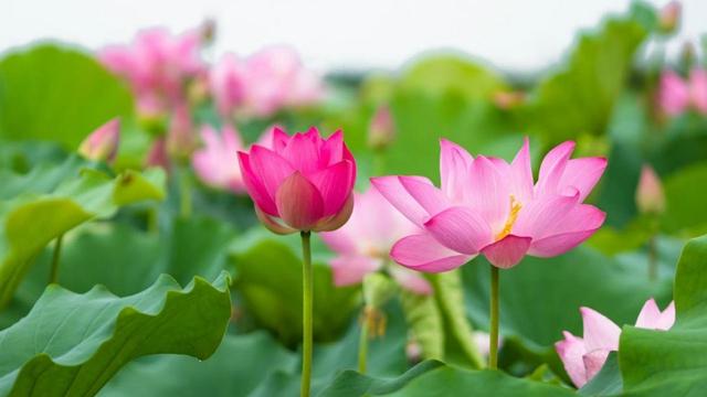 Các bộ phận của cây hoa sen dùng làm thuốc như củ sen, hạt sen, lá sen