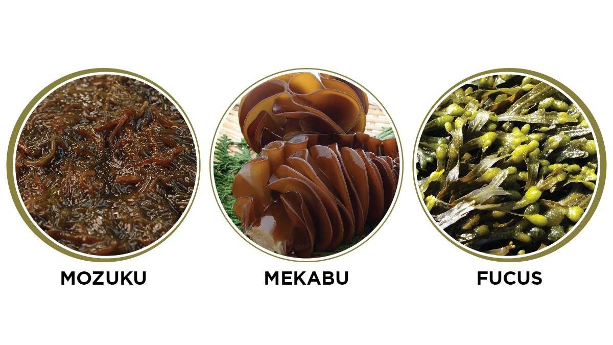 Hướng dẫn chi tiết về cách sử dụng Fucoidan đúng cách để đạt hiệu quả tốt nhất.