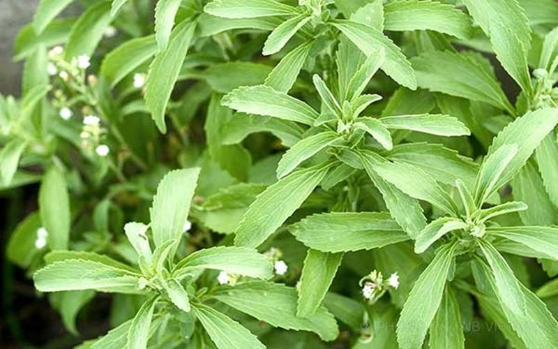 Cây Cỏ Ngọt (Stevia) Có Tác Dụng Gì? Lợi Ích & Cách Dùng