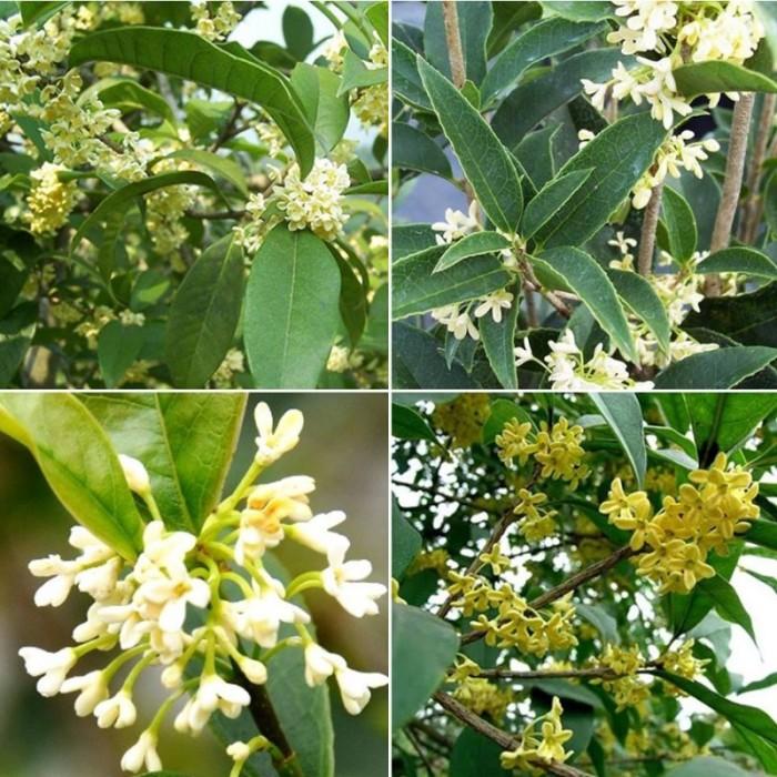 Cây Mộc Hương Có Tác Dụng Gì? Khám Phá Bí Quyết Từ Y Học Cổ Truyền