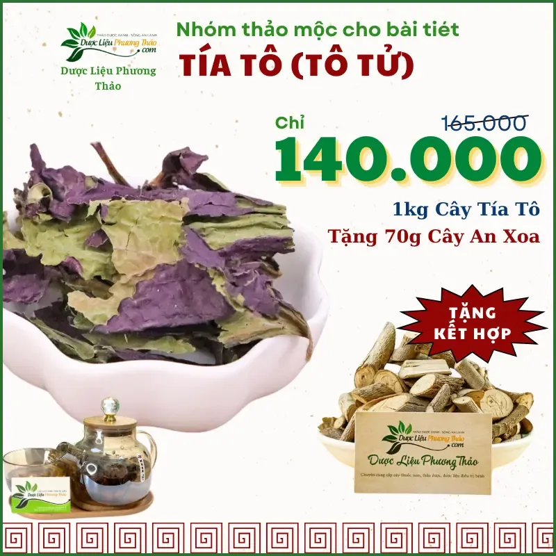 Trà Tía Tô Đỏ Có Tác Dụng Gì? Giải Mã Lợi Ích Từ Thảo Dược Quý