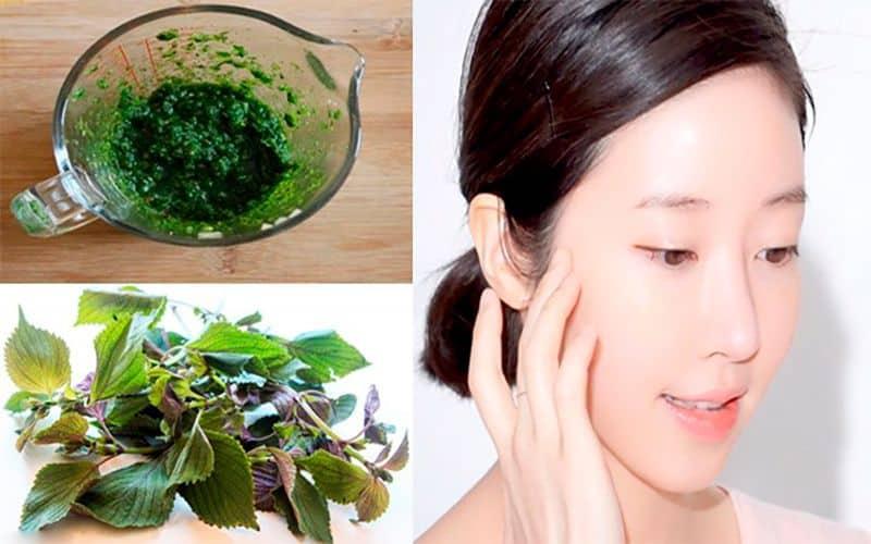 Quy trình chế biến trà tía tô đỏ tại nhà đơn giản và tự nhiên
