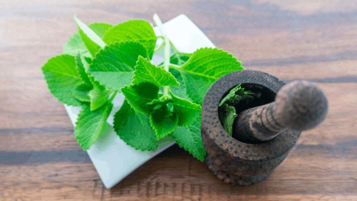 Lá chanh có tác dụng gì? Khám phá bí ẩn từ vườn nhà