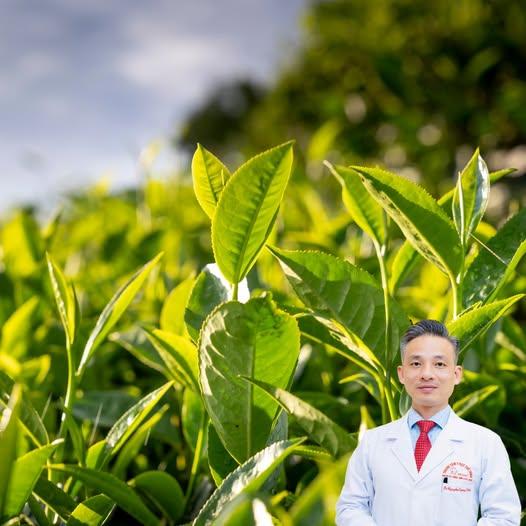 Lá Trà Xanh (Chè Xanh) Có Tác Dụng Gì? Khám Phá Bí Mật Sức Khỏe Từ Thảo Dược Quốc Dân