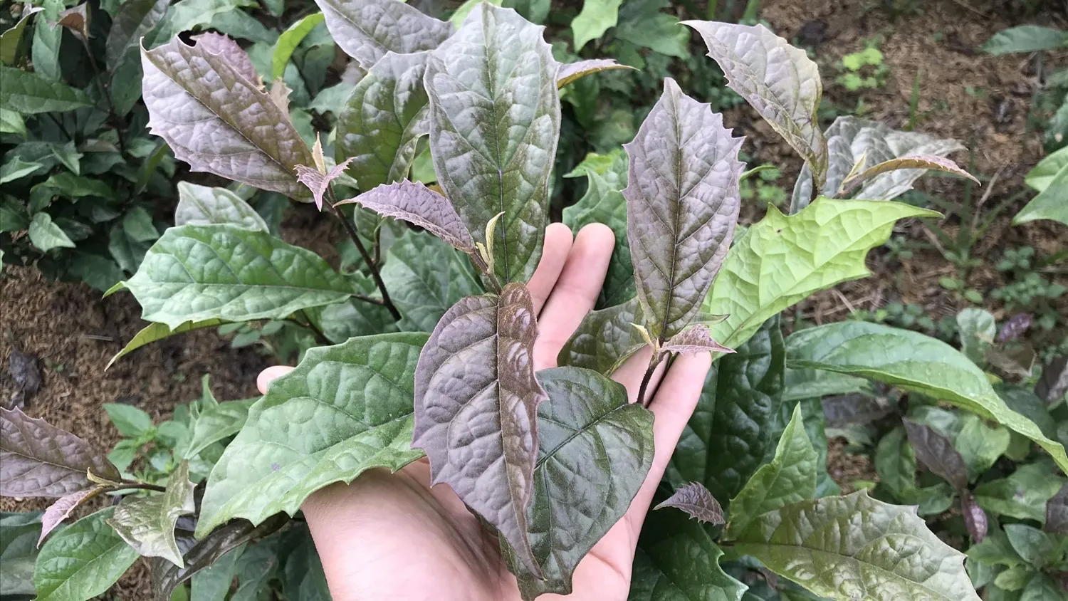 Nước sắc cây xạ đen có màu nâu sẫm, thường được dùng để uống hàng ngày vì những công dụng sức khỏe.