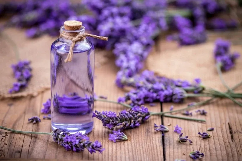 Tinh Dầu Phong Lữ (Geranium) Có Tác Dụng Gì? Kho Báu Thảo Dược Ít Ai Ngờ Tới