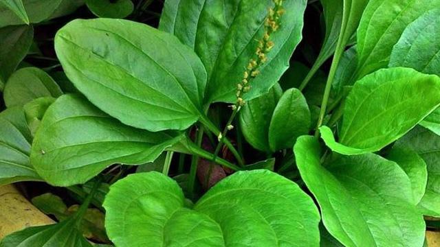 Người dùng chia sẻ trải nghiệm về trà mã đề